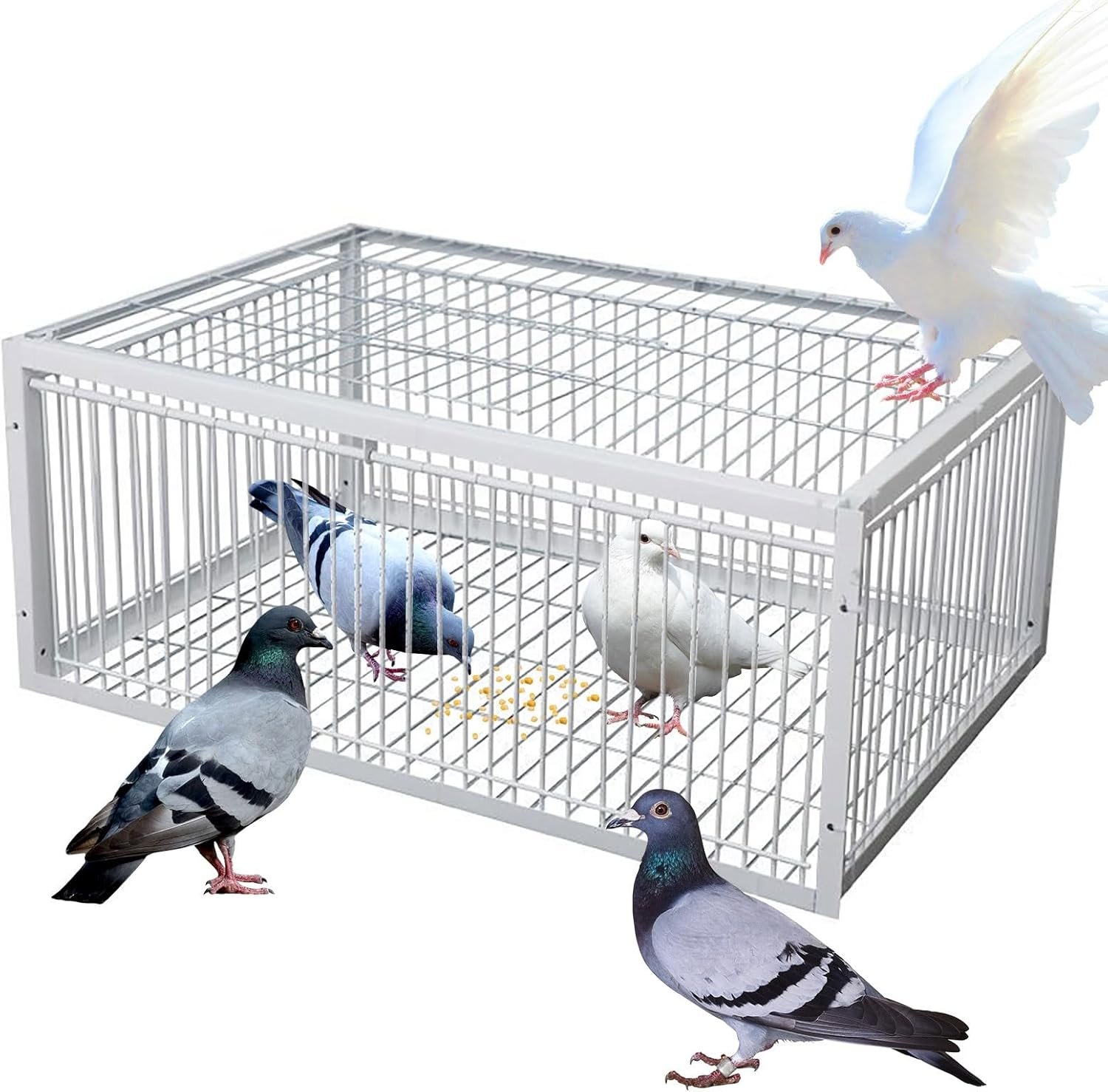 Cage à Oiseaux t